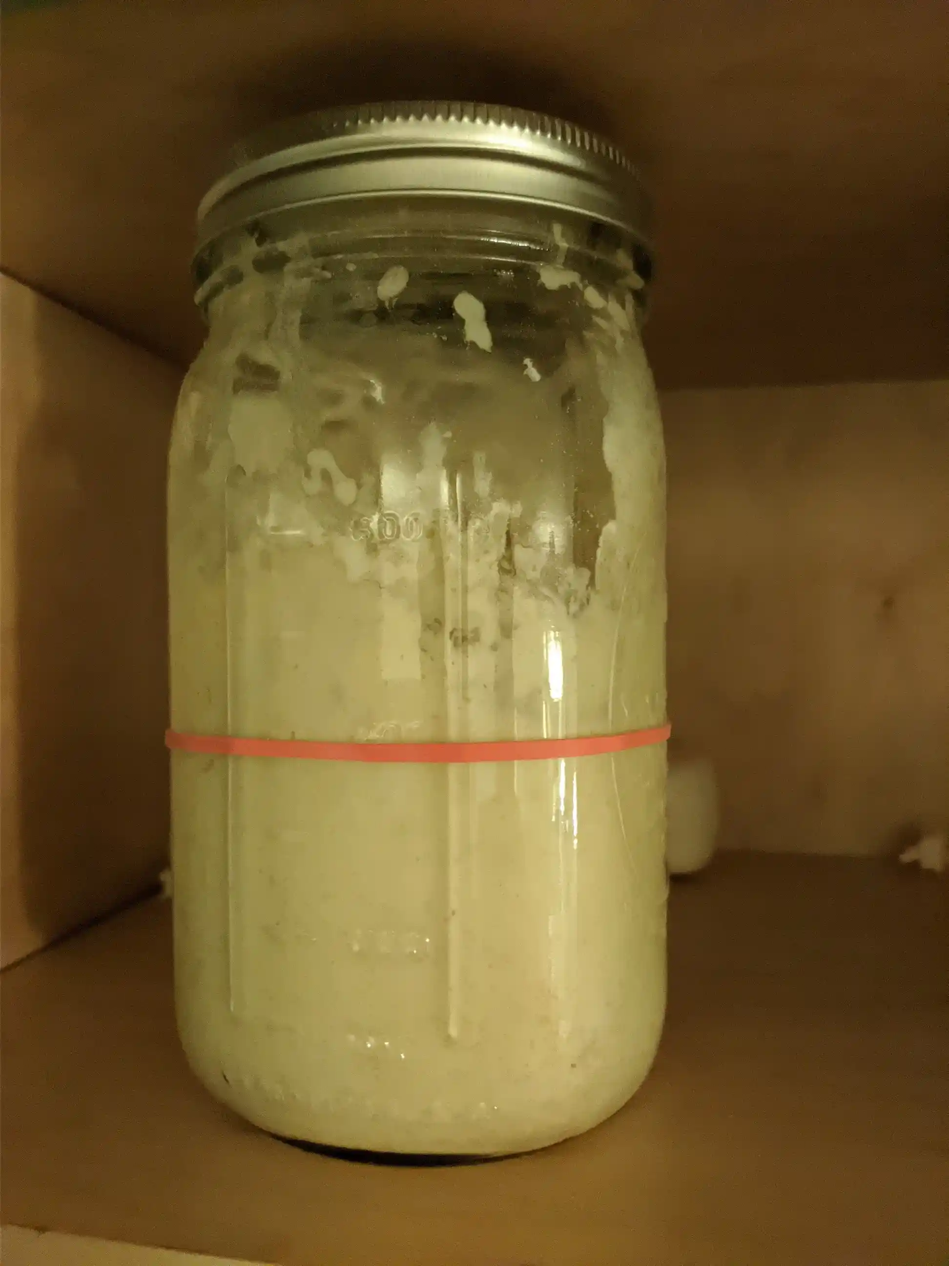 sourdough starter